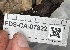  ( - FDS-CA-07822)  @11 [ ] by-nc (2024) Damon Tighe Fungal Diversity Survey