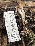 ( - FDS-CA-07824)  @11 [ ] by-nc (2024) Damon Tighe Fungal Diversity Survey