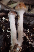  ( - FDS-CA-07824)  @11 [ ] by-nc (2024) Damon Tighe Fungal Diversity Survey
