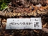  ( - FDS-CA-05250)  @11 [ ] c (2024) Andrew Claassen Fungal Diversity Survey
