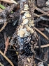  ( - FDS-CA-05250)  @11 [ ] c (2024) Andrew Claassen Fungal Diversity Survey
