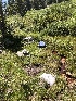  ( - FDS-CA-06747)  @11 [ ] by (2024) Justin Paulin Fungal Diversity Survey