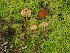 ( - FDS-CA-06737)  @11 [ ] by (2024) Justin Paulin Fungal Diversity Survey