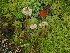  ( - FDS-CA-06737)  @11 [ ] by (2024) Justin Paulin Fungal Diversity Survey