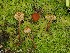  ( - FDS-CA-06737)  @11 [ ] by (2024) Justin Paulin Fungal Diversity Survey