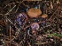  ( - FDS-CA-06739)  @11 [ ] by (2024) Justin Paulin Fungal Diversity Survey