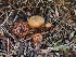  ( - FDS-CA-06739)  @11 [ ] by (2024) Justin Paulin Fungal Diversity Survey