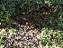  ( - FDS-CA-06739)  @11 [ ] by (2024) Justin Paulin Fungal Diversity Survey