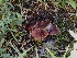 ( - FDS-CA-06740)  @11 [ ] by (2024) Justin Paulin Fungal Diversity Survey