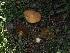  ( - FDS-CA-06745)  @11 [ ] by (2024) Justin Paulin Fungal Diversity Survey
