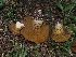  ( - FDS-CA-06745)  @11 [ ] by (2024) Justin Paulin Fungal Diversity Survey