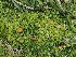  ( - FDS-CA-06747)  @11 [ ] by (2024) Justin Paulin Fungal Diversity Survey