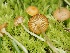  ( - FDS-CA-06747)  @11 [ ] by (2024) Justin Paulin Fungal Diversity Survey