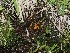  ( - FDS-CA-06749)  @11 [ ] by (2024) Justin Paulin Fungal Diversity Survey
