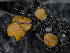  ( - FDS-CA-06749)  @11 [ ] by (2024) Justin Paulin Fungal Diversity Survey