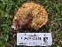  ( - FDS-CA-05696)  @11 [ ] c (2024) Andrew Claassen Fungal Diversity Survey