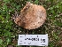  ( - FDS-CA-05696)  @11 [ ] c (2024) Andrew Claassen Fungal Diversity Survey