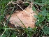  ( - FDS-CA-05696)  @11 [ ] c (2024) Andrew Claassen Fungal Diversity Survey