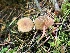  ( - FDS-CA-04831)  @11 [ ] by-nc (2024) Dean Lyons Fungal Diversity Survey