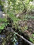  ( - FDS-CA-04831)  @11 [ ] by-nc (2024) Dean Lyons Fungal Diversity Survey
