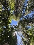  ( - FDS-CA-04831)  @11 [ ] by-nc (2024) Dean Lyons Fungal Diversity Survey