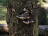  (Fomitopsis ochracea - FDS-CA-06602)  @11 [ ] by (2024) Justin Paulin Fungal Diversity Survey