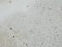  ( - FDS-CA-06602)  @11 [ ] by (2024) Justin Paulin Fungal Diversity Survey