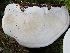  ( - FDS-CA-06602)  @11 [ ] by (2024) Justin Paulin Fungal Diversity Survey