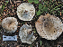  ( - FDS-CA-05961)  @11 [ ] by-nc (2024) Fresno Mycology Society Fungal Diversity Survey