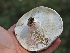  ( - FDS-CA-05961)  @11 [ ] by-nc (2024) Fresno Mycology Society Fungal Diversity Survey