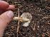  ( - FDS-CA-05971)  @11 [ ] by-nc (2024) Fresno Mycology Society Fungal Diversity Survey