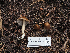  ( - FDS-CA-05971)  @11 [ ] by-nc (2024) Fresno Mycology Society Fungal Diversity Survey