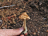  ( - FDS-CA-05971)  @11 [ ] by-nc (2024) Fresno Mycology Society Fungal Diversity Survey