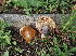  ( - FDS-CA-05976)  @11 [ ] by-nc (2024) Fresno Mycology Society Fungal Diversity Survey