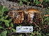  ( - FDS-CA-05976)  @11 [ ] by-nc (2024) Fresno Mycology Society Fungal Diversity Survey