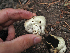  ( - FDS-CA-05977)  @11 [ ] by-nc (2024) Fresno Mycology Society Fungal Diversity Survey