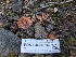  ( - FDS-CA-05790)  @11 [ ] c (2024) Andrew Claassen Fungal Diversity Survey