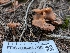  ( - FDS-CA-05790)  @11 [ ] c (2024) Andrew Claassen Fungal Diversity Survey