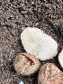  ( - FDS-CA-04849)  @11 [ ] by-nc (2024) Dean Lyons Fungal Diversity Survey