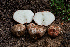  (Rhizopogon cinnamomeus - FDS-CA-04849)  @11 [ ] by-nc (2024) Dean Lyons Fungal Diversity Survey