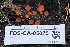  ( - FDS-CA-05075)  @11 [ ] by-nc (2024) Taye Bright Fungal Diversity Survey