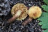  ( - FDS-CA-05070)  @11 [ ] by-nc (2024) Taye Bright Fungal Diversity Survey