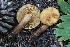  ( - FDS-CA-05070)  @11 [ ] by-nc (2024) Taye Bright Fungal Diversity Survey