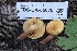  ( - FDS-CA-05070)  @11 [ ] by-nc (2024) Taye Bright Fungal Diversity Survey