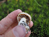  ( - FDS-CA-05979)  @11 [ ] by-nc (2024) Fresno Mycology Society Fungal Diversity Survey