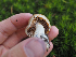  ( - FDS-CA-05979)  @11 [ ] by-nc (2024) Fresno Mycology Society Fungal Diversity Survey