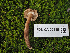  ( - FDS-CA-05985)  @11 [ ] by-nc (2024) Fresno Mycology Society Fungal Diversity Survey