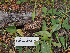  ( - FDS-CA-05995)  @11 [ ] by-nc (2024) Fresno Mycology Society Fungal Diversity Survey