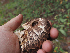  ( - FDS-CA-05995)  @11 [ ] by-nc (2024) Fresno Mycology Society Fungal Diversity Survey