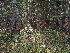  ( - FDS-CA-05995)  @11 [ ] by-nc (2024) Fresno Mycology Society Fungal Diversity Survey